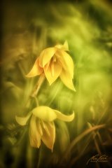 Fn10603804-Weinberg-Tulpe - Tulipa sylvestris